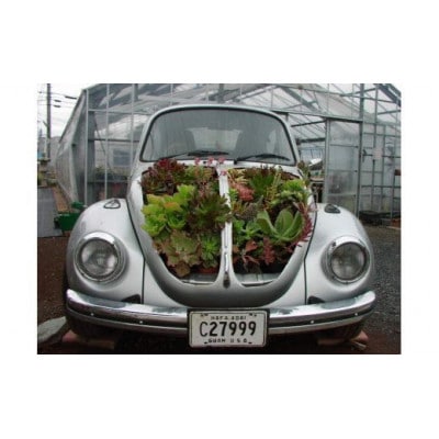 サボテン相談室の多肉植物寄せ植え用カット苗セット(20個)