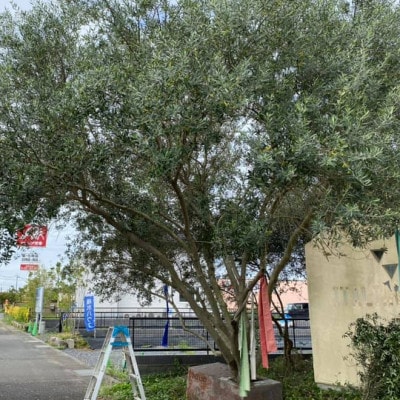 ジャングルデリバリーのオリーブ緑茶＆オリーブ抹茶　セット