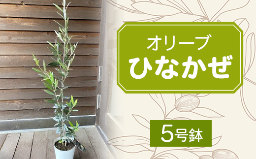 【ジャングルデリバリー】オリーブ「ひなかぜ」(5号鉢)