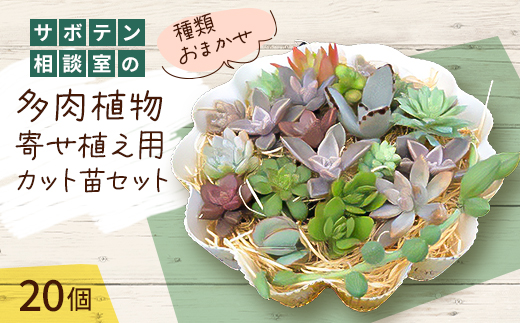 サボテン相談室の多肉植物寄せ植え用カット苗セット(20個)