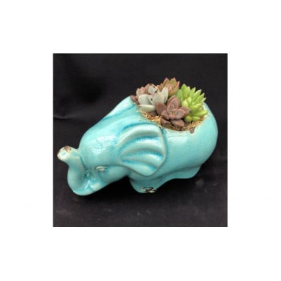 サボテン相談室のゾウさん多肉植物寄せ植え(種類おまかせ)