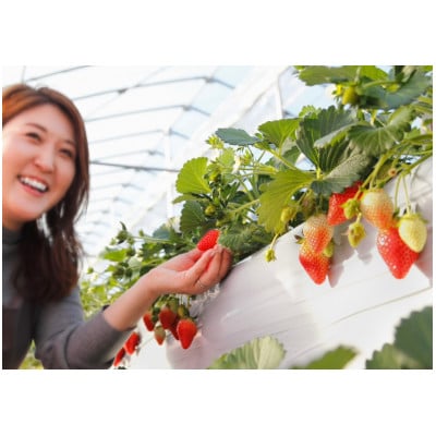 いちご農園フルッティロッシの完熟やよいひめ　約400g × 2パック【配送不可地域：離島】