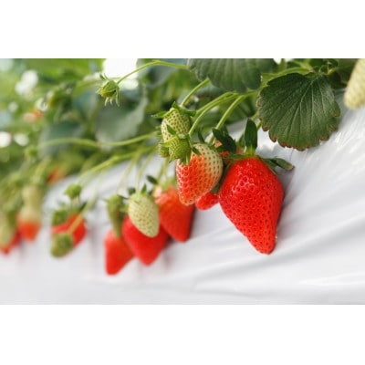 いちご農園フルッティロッシの完熟やよいひめ　約400g × 2パック【配送不可地域：離島】