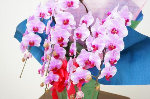 胡蝶蘭　彩姫　5本立ち【メッセージカード付】 還暦 お祝い 当選 就任　開業 新築　長生き　母の日　父の日 商売繁盛　記念　お歳暮　お中元 お花 贈り物 プレゼント ギフト こちょうらん F20E-419