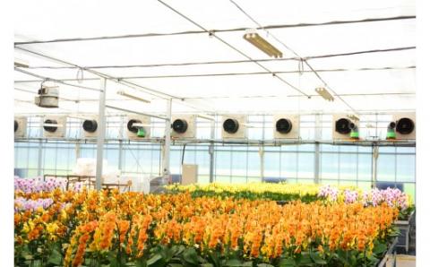 胡蝶蘭　シルクオレンジ　3本立ち 還暦 お祝い 当選 就任　開業 新築　長生き　母の日　父の日 商売繁盛　記念　お歳暮　お中元 お花 贈り物 プレゼント ギフト こちょうらん F20E-251