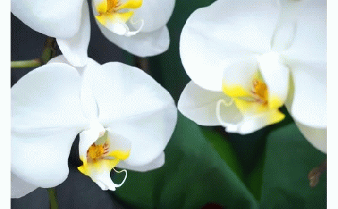 胡蝶蘭　白大輪（プリンス）3本立ち 還暦 お祝い 当選 就任　開業 新築　長生き　母の日　父の日 商売繁盛　記念　お歳暮　お中元 お花 贈り物 プレゼント ギフト こちょうらん F20E-252