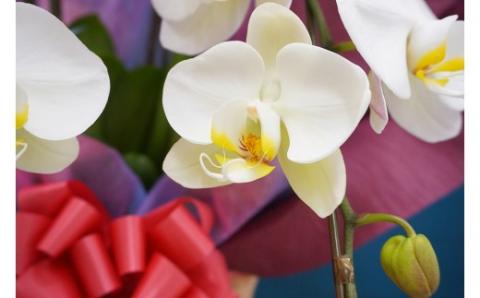 胡蝶蘭　白大輪　5本立ち 還暦 お祝い 当選 就任　開業 新築　長生き　母の日　父の日 商売繁盛　記念　お歳暮　お中元 お花 贈り物 プレゼント ギフト こちょうらん F20E-256