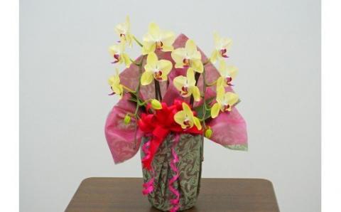 胡蝶蘭　ザルツマン　2本立ち【メッセージカード付】 還暦 お祝い 当選 就任　開業 新築　長生き　母の日　父の日 商売繁盛　記念　お歳暮　お中元 お花 贈り物 プレゼント ギフト こちょうらん F20E-413