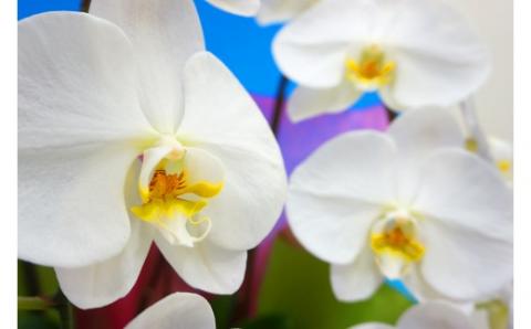 胡蝶蘭　白大輪（キング）3本立ち【木札付】 還暦 お祝い 当選 就任　開業 新築　長生き　母の日　父の日 商売繁盛　記念　お歳暮　お中元 お花 贈り物 プレゼント ギフト こちょうらん F20E-425