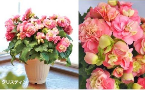 ベゴニア鉢植え「おまかせセット」 F20E-456