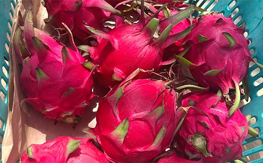 ＜2025年7月下旬より順次発送＞ ドラゴンフルーツ (1kg) くだもの 果物 フルーツ 食品 F20E-514