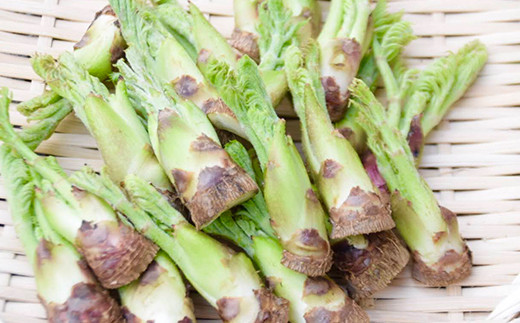 ≪先行予約≫ 山菜の王様 たらの芽 (300g) （2026年1月より順次発送） たらの芽 タラの芽 ぐんま春王NT 山菜 野菜 食品 F20E-770