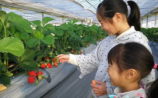 自宅でいちご狩りセット＜赤い苺4品種＞【2026年1月4日〜3月31日発送】 計4パック(各220g以上) 群馬県産 いちご 苺 イチゴ 食べ比べ セット 詰合せ 果物 フルーツ 食品 F21E-250