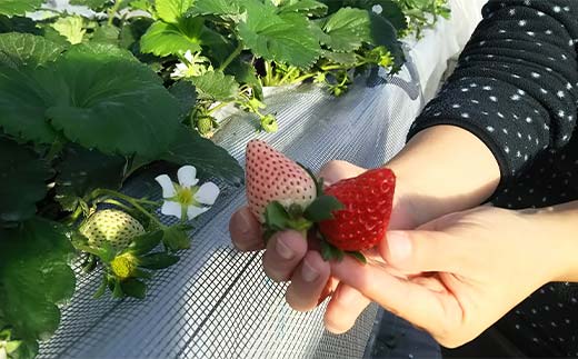 群馬県産いちごセット ＜やよいひめ・淡雪＞【2026年1月4日～3月31日発送】 (各220g以上×1パック) 群馬県産 オリジナル品種 いちご 苺 イチゴ やよいひめ 白イチゴ 淡雪 食べ比べ セット 詰合せ 果物 フルーツ 食品 F21E-515