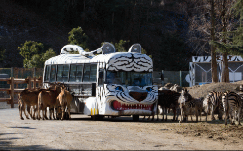 群馬サファリパーク利用券（寄附金額の3割相当分） F20E-200