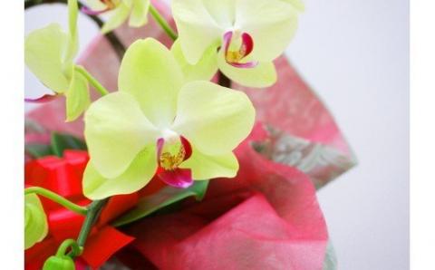 胡蝶蘭　ザルツマン　2本立ち 還暦 お祝い 当選 就任　開業 新築　長生き　母の日　父の日 商売繁盛　記念　お歳暮　お中元 お花 贈り物 プレゼント ギフト こちょうらん F20E-257