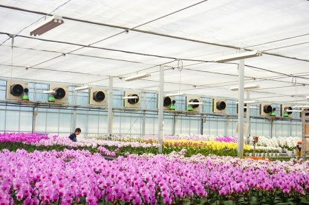 胡蝶蘭　白大輪　5本立ち【木札付】 還暦 お祝い 当選 就任　開業 新築　長生き　母の日　父の日 商売繁盛　記念　お歳暮　お中元 お花 贈り物 プレゼント ギフト こちょうらん F20E-428