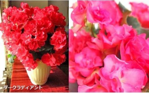 ベゴニア鉢植え「おまかせセット」 F20E-456