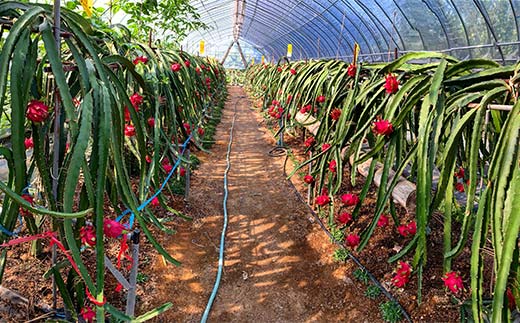 ＜2025年7月下旬より順次発送＞ ドラゴンフルーツ (1kg) くだもの 果物 フルーツ 食品 F20E-514