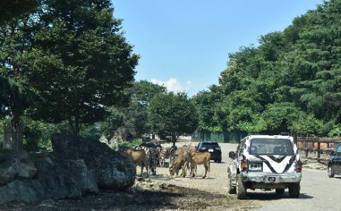 【群馬サファリパーク】プライベートツアー(2名様) F20E-694