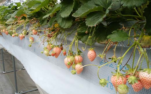 ＜訳あり品＞ 群馬県産白イチゴ「淡雪」(各220g以上×4パック)【2026年3月1日〜5月15日発送】 小粒 訳あり 白いちご 淡雪 群馬県産 苺 イチゴ 淡雪 詰合せ 果物 フルーツ 食品 F21E-253