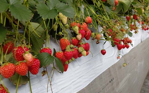 ＜訳あり品＞ 群馬県産オススメいちご 4品種(各220g以上×4パック)【2026年1月4日〜3月31日発送】 小粒 訳あり 群馬県産 いちご 苺 イチゴ 食べ比べ セット 詰合せ 果物 フルーツ 食品 F21E-254