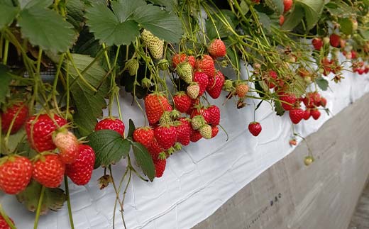 群馬県産いちごセット＜やよいひめ2パック＞【2026年3月1日～5月15日発送】(各220g以上×2パック) いちご やよいひめ 群馬県産 オリジナル品種 苺 イチゴ セット 詰合せ 果物 フルーツ 食品 F21E-494