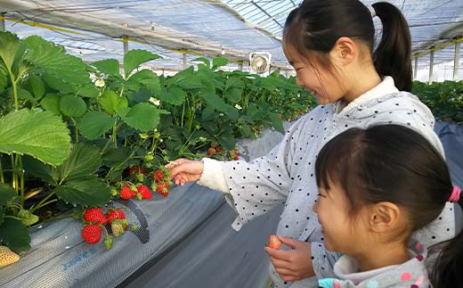 群馬県産いちごセット ＜やよいひめ・淡雪＞【2026年1月4日～3月31日発送】 (各220g以上×1パック) 群馬県産 オリジナル品種 いちご 苺 イチゴ やよいひめ 白イチゴ 淡雪 食べ比べ セット 詰合せ 果物 フルーツ 食品 F21E-515