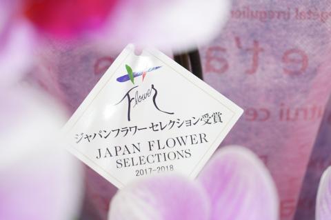 胡蝶蘭　彩姫　5本立ち 還暦 お祝い 当選 就任　開業 新築　長生き　母の日　父の日 商売繁盛　記念　お歳暮　お中元 お花 贈り物 プレゼント ギフト こちょうらん F20E-258