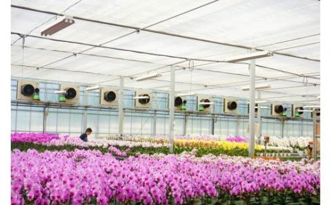 胡蝶蘭　ザルツマン　2本立ち【メッセージカード付】 還暦 お祝い 当選 就任　開業 新築　長生き　母の日　父の日 商売繁盛　記念　お歳暮　お中元 お花 贈り物 プレゼント ギフト こちょうらん F20E-413