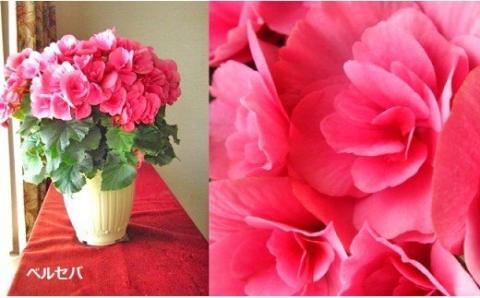 ベゴニア鉢植え「おまかせセット」 F20E-456