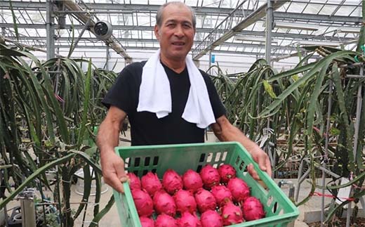 ＜2025年7月下旬より順次発送＞ ドラゴンフルーツ (1kg) くだもの 果物 フルーツ 食品 F20E-514