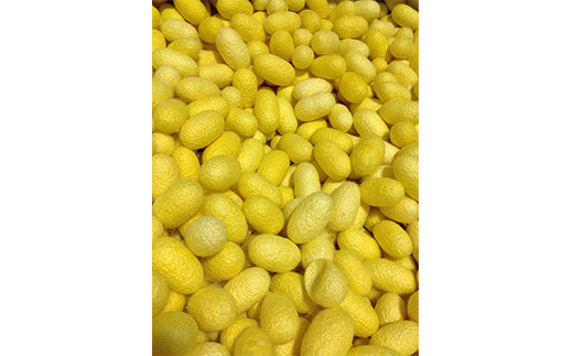 小鼻美人ブラシ（黄金）ウエットタイプ F20E-550