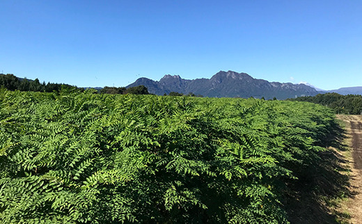 ≪先行予約≫ 山菜の王様 たらの芽 (300g) （2026年1月より順次発送） たらの芽 タラの芽 ぐんま春王NT 山菜 野菜 食品 F20E-770