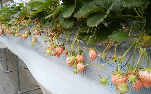 自宅でいちご狩りセット ＜淡雪・赤い苺3種類＞【2026年1月4日〜3月31日発送】 (各220g以上×4パック) 群馬県産 オリジナル品種 いちご 苺 イチゴ 白いちご 淡雪 食べ比べ セット 詰合せ 果物 フルーツ 食品 F21E-248