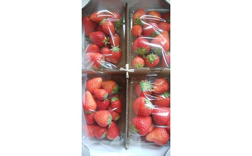 ＜訳あり品＞ 群馬県産オススメいちご 4品種(各220g以上×4パック)【2026年3月1日～5月15日発送】 小粒 訳あり 群馬県産 いちご 苺 イチゴ 食べ比べ セット 詰合せ 果物 フルーツ 食品 F21E-255