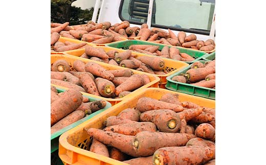 妙義山の麓 にんじんむすめジュース（ストレート） 3本セット F21E-298