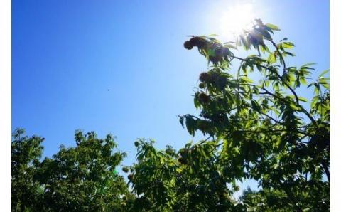 アカシア蜂蜜 1000g 富岡国産純粋はちみつ F20E-051