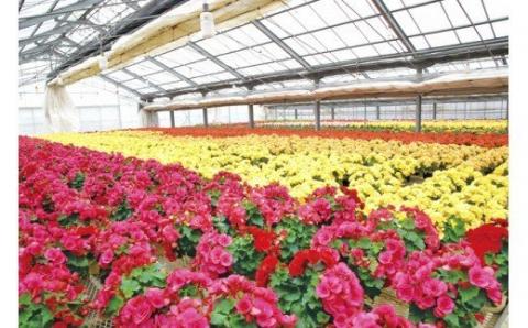 ベゴニア鉢植え「おまかせセット」 F20E-456