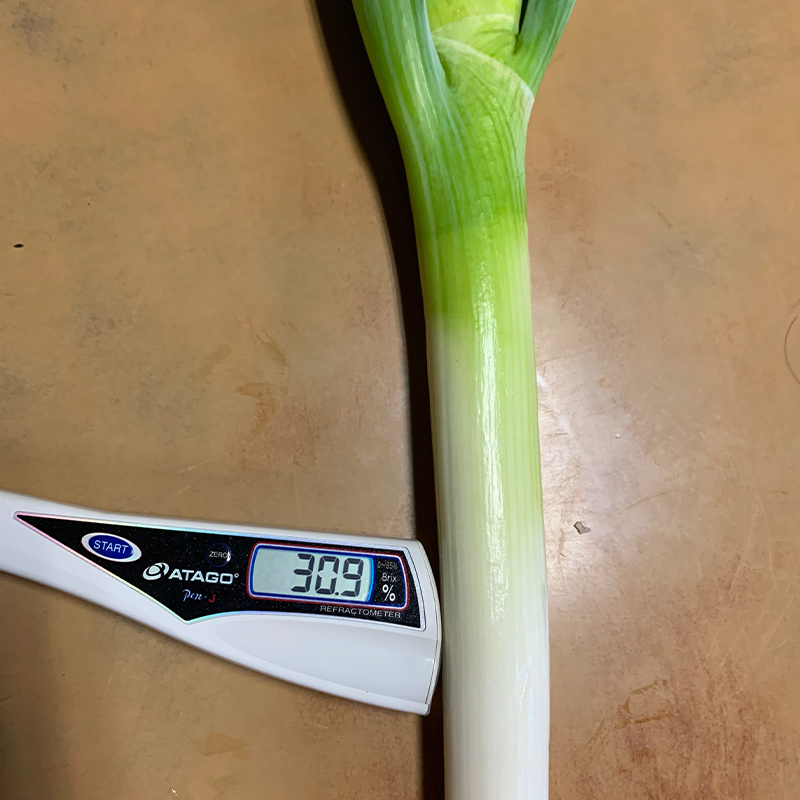 田舎のねぎ（15本） 糖度30 長ネギ 長ねぎ 長葱 ねぎ ネギ 有機肥料 野菜 食品 F21E-023