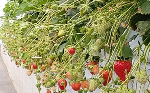 ＜高田いちご園＞ 苺狩りペア入場券(2名様) 食べ放題 いちご狩り 高田いちご園 ペア 入場券 2名 いちご 苺 イチゴ フルーツ 果物 体験 F21E-083