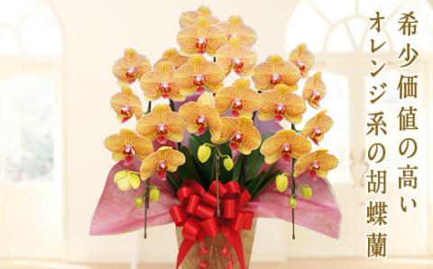胡蝶蘭　シルクオレンジ　3本立ち 還暦 お祝い 当選 就任　開業 新築　長生き　母の日　父の日 商売繁盛　記念　お歳暮　お中元 お花 贈り物 プレゼント ギフト こちょうらん F20E-251