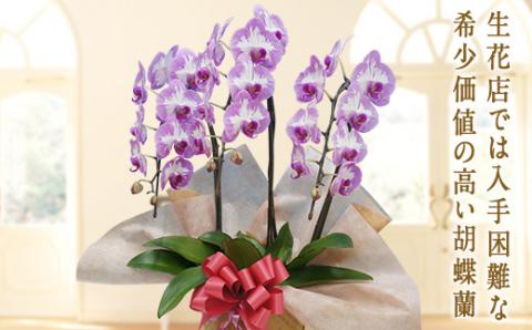 胡蝶蘭　プリンセスローズ　3本立ち 還暦 お祝い 当選 就任　開業 新築　長生き　母の日　父の日 商売繁盛　記念　お歳暮　お中元 お花 贈り物 プレゼント ギフト こちょうらん F20E-254