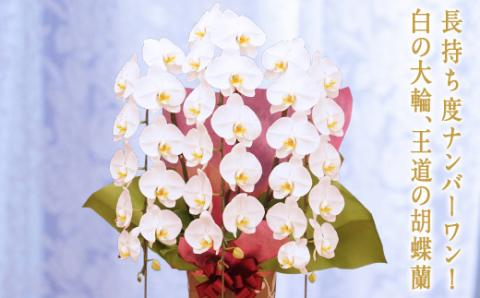 胡蝶蘭　白大輪（キング）3本立ち 還暦 お祝い 当選 就任　開業 新築　長生き　母の日　父の日 商売繁盛　記念　お歳暮　お中元 お花 贈り物 プレゼント ギフト こちょうらん F20E-255