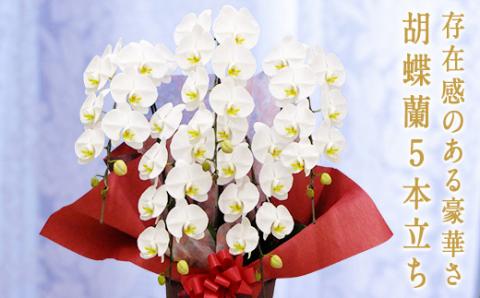 胡蝶蘭　白大輪　5本立ち 還暦 お祝い 当選 就任　開業 新築　長生き　母の日　父の日 商売繁盛　記念　お歳暮　お中元 お花 贈り物 プレゼント ギフト こちょうらん F20E-256