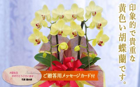 胡蝶蘭　ザルツマン　2本立ち【メッセージカード付】 還暦 お祝い 当選 就任　開業 新築　長生き　母の日　父の日 商売繁盛　記念　お歳暮　お中元 お花 贈り物 プレゼント ギフト こちょうらん F20E-413