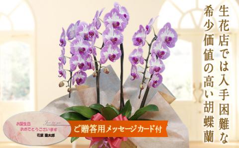 胡蝶蘭　プリンセスローズ　3本立ち【メッセージカード付】 還暦 お祝い 当選 就任　開業 新築　長生き　母の日　父の日 商売繁盛　記念　お歳暮　お中元 お花 贈り物 プレゼント ギフト こちょうらん F20E-417