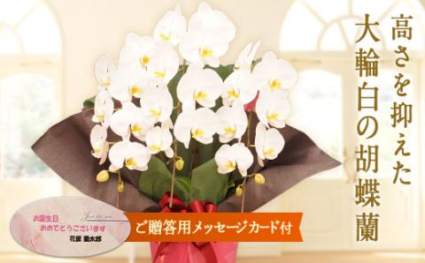 胡蝶蘭　白大輪（プリンス）3本立ち【メッセージカード付】 還暦 お祝い 当選 就任　開業 新築　長生き　母の日　父の日 商売繁盛　記念　お歳暮　お中元 お花 贈り物 プレゼント ギフト こちょうらん F20E-421