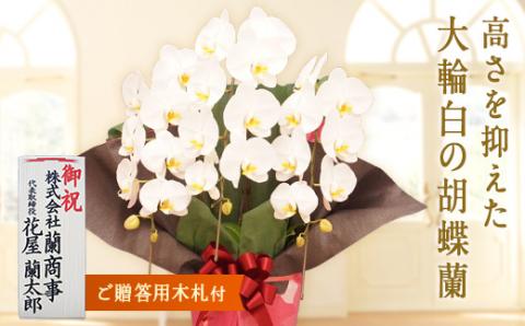 胡蝶蘭　白大輪（プリンス）3本立ち【木札付】 還暦 お祝い 当選 就任　開業 新築　長生き　母の日　父の日 商売繁盛　記念　お歳暮　お中元 お花 贈り物 プレゼント ギフト こちょうらん F20E-422