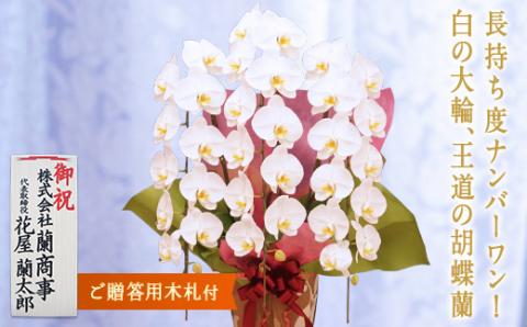 胡蝶蘭　白大輪（キング）3本立ち【木札付】 還暦 お祝い 当選 就任　開業 新築　長生き　母の日　父の日 商売繁盛　記念　お歳暮　お中元 お花 贈り物 プレゼント ギフト こちょうらん F20E-425